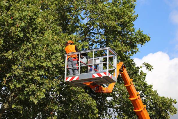 Trusted Statesville, NC Tree Services Experts